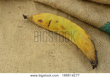 Yellow unpeeled Plantain cooking banana on burlap