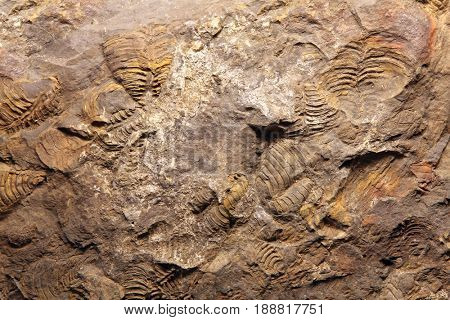 dinosaur Fossil at exloration site in Thailand