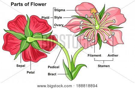 Flower Parts Diagram front and back view with all parts labeled useful for school education and botany biology science 