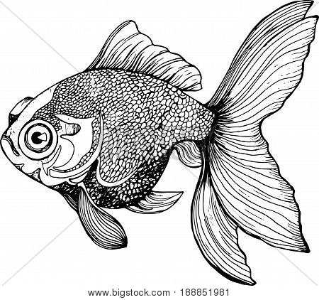 Illustration of a fish. Black and white carp drawing