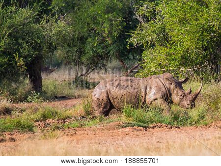 White Rhinoceros In The Savannah At Hlane Royal National Park, Swaziland