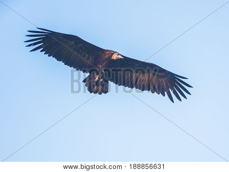 Circling Back-withened Vulture Over The Savannah At Hlane Royal National Park, Swaziland