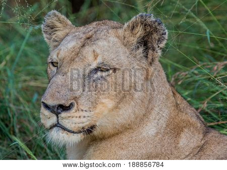 Afrion Lion In The Savannah At The Hlane Royal National Park, Swaziland