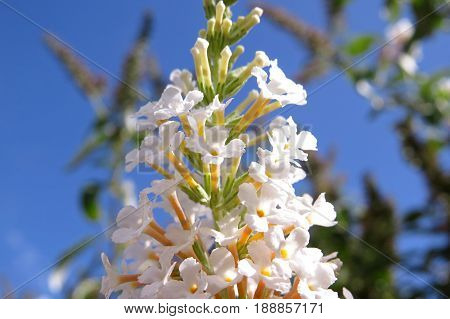 Butterfly Bush Buddleja Buddleia white flowers with orange centres blooming in garden against a blue sky
