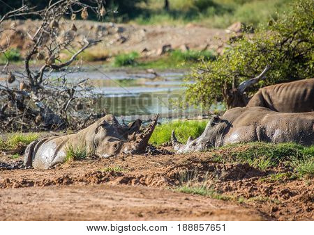 White Rhinoceros At A Waterhole At Hlane Royal National Park, Swaziland