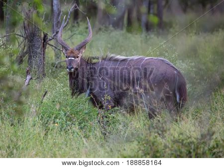Nyala Male At The Savannah At Hlane Royal National Park, Swaziland