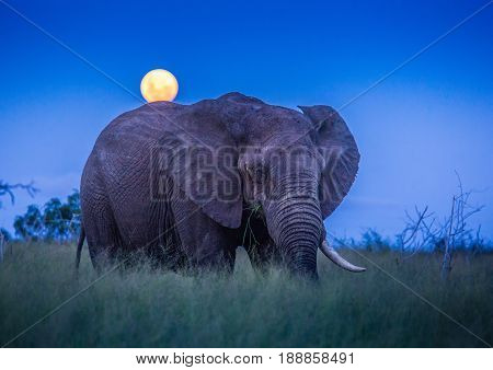 African Elephants Under Full Moon At The Savvanah At Hlane Royal National Park, Swaziland