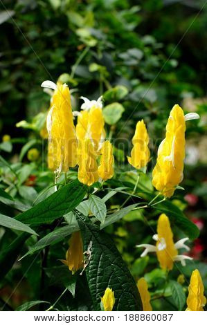 Pachystachys lutea golden shrimp plant beautiful flower