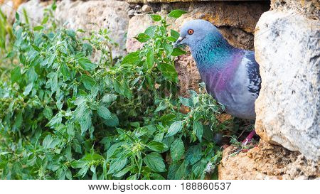 Pigeon hides in the gap of rock