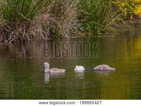 Two Week Old Mute Swan Babies Swimming On A Pond In The District Of Buechenbach Of The City Of Erlan