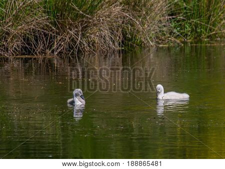 Two Week Old Mute Swan Babies Swimming On A Pond In The District Of Buechenbach Of The City Of Erlan