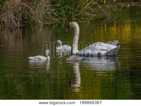 Two Week Old Mute Swan Babies Swimming Together With Their Parents On A Pond In The District Of Buec