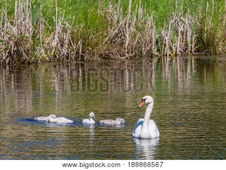 Two Week Old Mute Swan Babies Swimming Together With Their Parents On A Pond In The District Of Buec