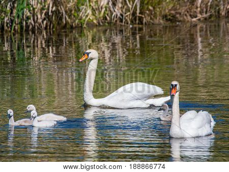 Two Week Old Mute Swan Babies Swimming Together With Their Parents On A Pond In The District Of Buec