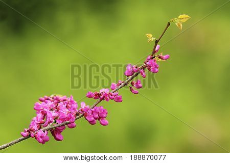 cherry tree twig in bloom over green out of focus background