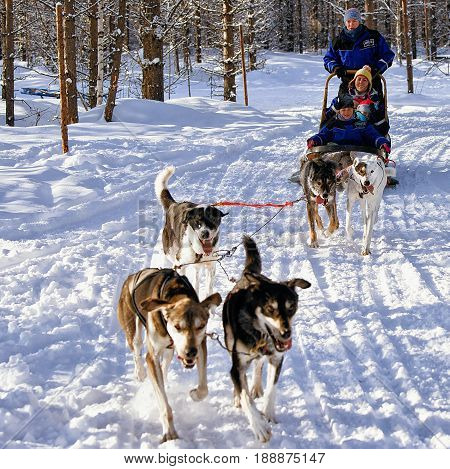 Family With Children Riding Husky Dog Sledge In Lapland