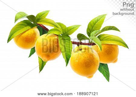 Lemon on a branch with leaves, png without background