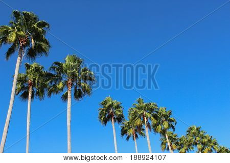 Palm trees pictured at such an angle, that each tree gradually gets smaller as you look across the image from left to right.