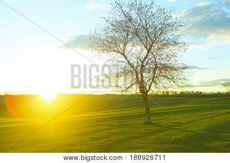 Tree Without Leaves In The Field On Sunrise. Bare Wood