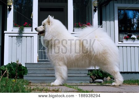 Samoyed dog stand outside with house background