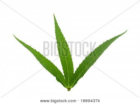 Cannabis blade på hvid baggrund