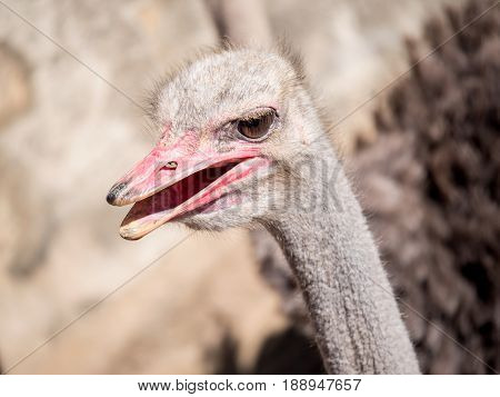 Closeup common Ostrich face and mouth under sunlight in the afternoon