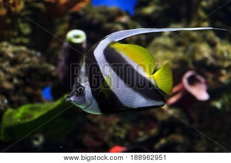 Moorish idol fish with striped pattern on body of yellow, white and black colors swims near stones and colorful corals underwater, diving, Zanclus cornutus, sealife, selective focus