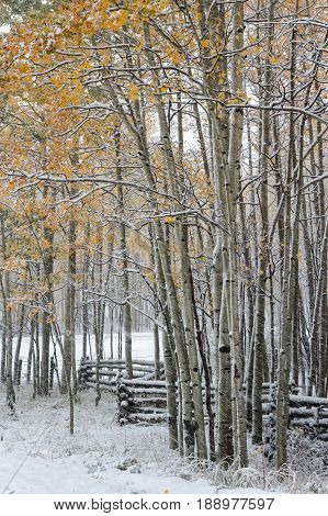 Autumn Scenery in the Rocky Mountains of Colorado