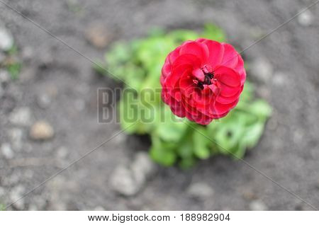 Red Buttercup Closeup Or Ranunculus Flower