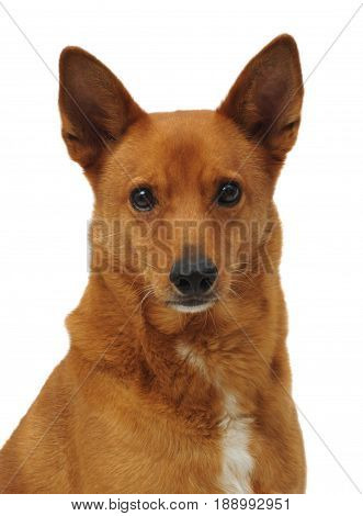 Mix breed dog head shot isolated on white background.