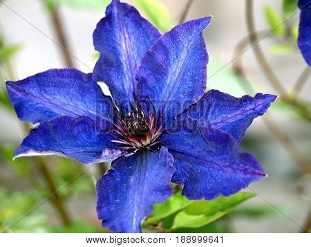 Clematis in blueFlower nature flora climbing blue garden flower delicate