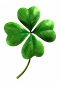 Quatro trevo folheadas, símbolo de sorte e Saint Patrick Day férias isolado no fundo branco