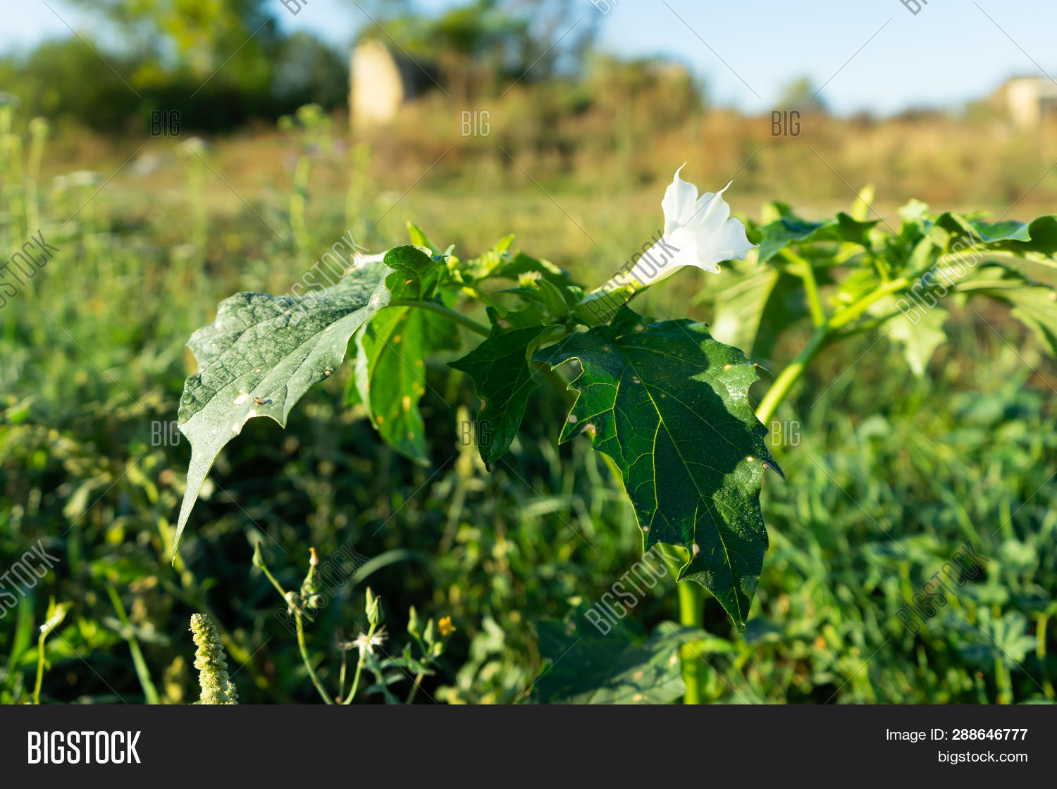Plants Datura. Showing Image & Photo (Free Trial) | Bigstock
