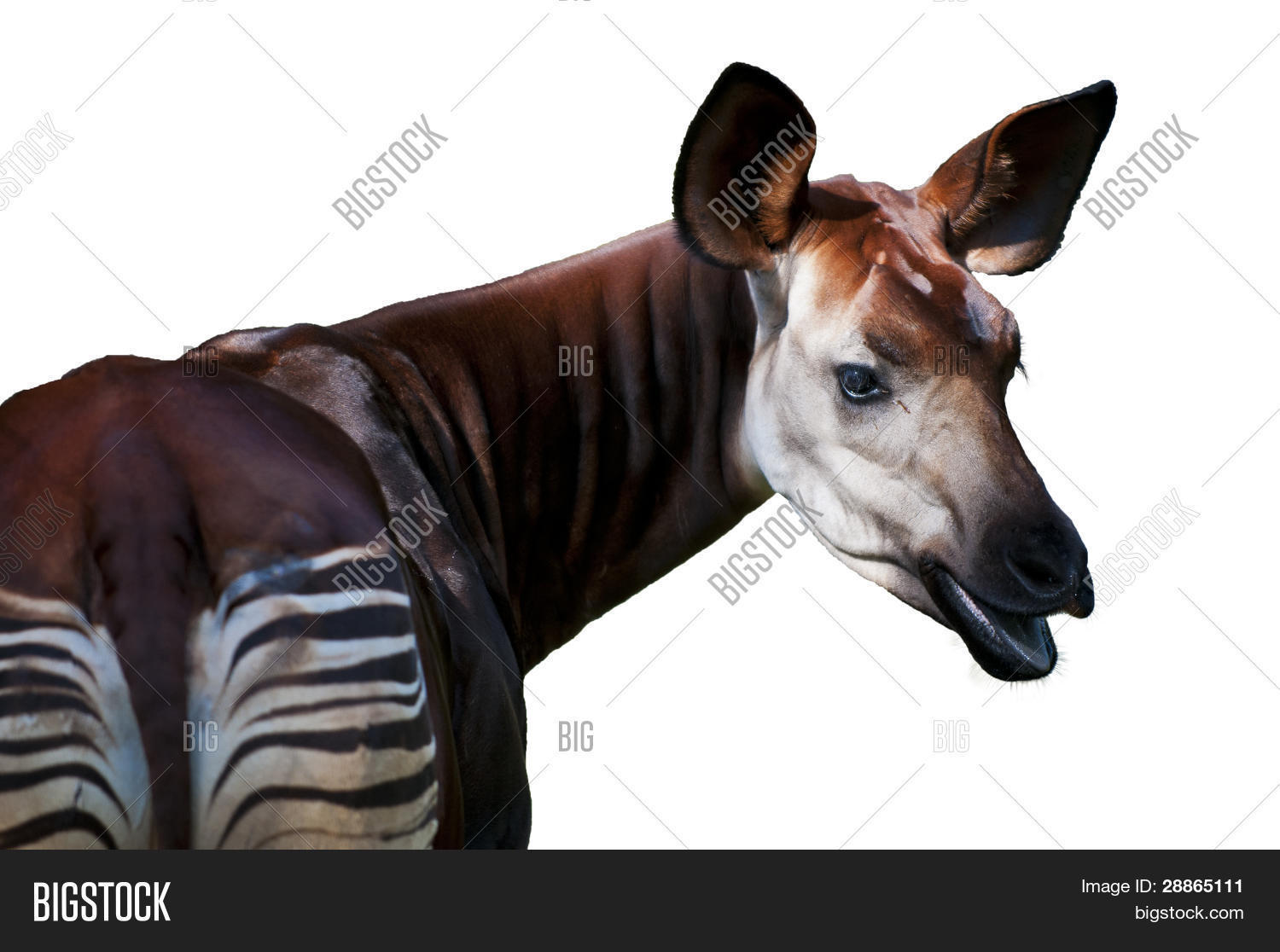 Image Preview