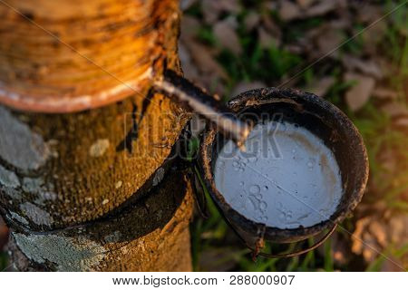 Gardener Tapping Latex Rubber Tree. Rubber Latex Extracted From Rubber Tree.
