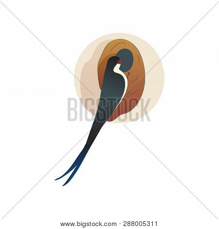 Martlet Sitting Near Nest. Barn Swallow. Wild Bird With Long Tail. Wildlife And Fauna Theme. Flat Ve