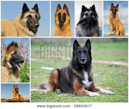 Belgisk vallhund Tervueren