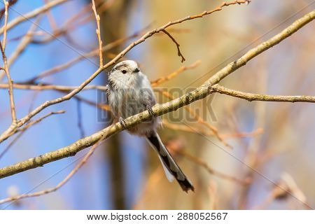 Long-tailed Tit On Branch (aegithalos Caudatus) Cute Little Bird