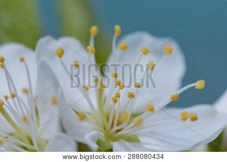 Macro Shot Of A Sloe Blossom Flower