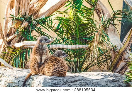 Surikata Sit On Stones Among Palm Trees And Are Basked In The Sun. Lovely Wild Animals From South Af