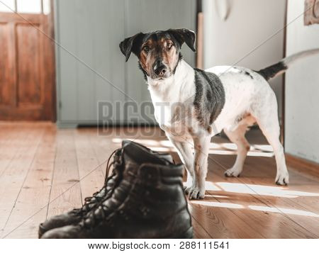 
Dog and leather boots on wooden floor. Vintage home interior..
