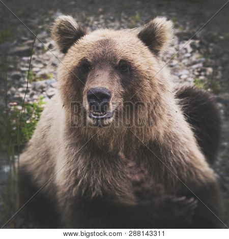 Portrait Of Wild Angry And Hungry Kamchatka Brown Bear Looking At Camera. Eurasia, Russian Far East,