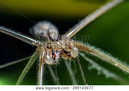 Spider Macro Photo, Pholcus Phalangioides On Dark Green Background