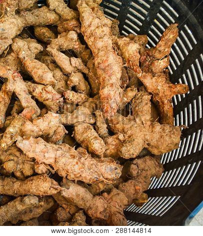 Fresh Turmeric Root Background From Nature Garden For Herbal Medicines And For Turmeric Powder