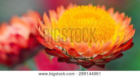 Beautiful Straw Flower Or Everlasting Flower Blossom In The Spring Colorful Garden / Xerochrysum Bra