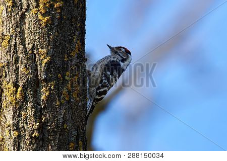 Lesser Spotted Woodpecker. Dendrocopos Minor. Lesser Spotted Woodpecker. Dendrocopos Minor. Lesser W