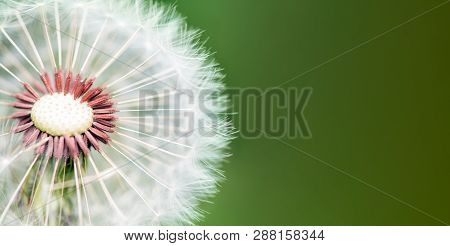 Banner. On A Green Background Cross-section Of A White Dandelion