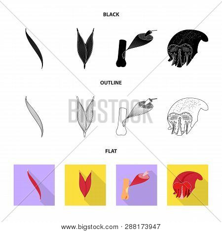 Vector Design Of Fiber And Muscular Logo. Set Of Fiber And Body  Stock Vector Illustration.