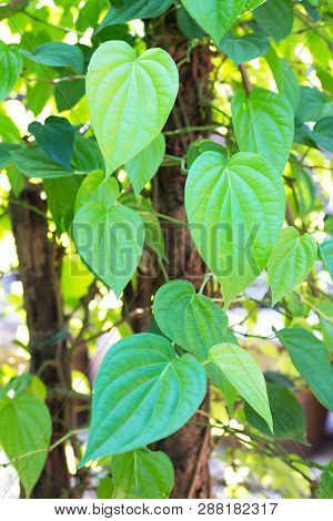 Green Betel Leaf, Fresh Piper Betle For Background.