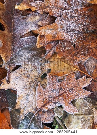 Dried Autumn Leaves, Covered With Hoarfrost Lie On Ground.  Winter Season Background.